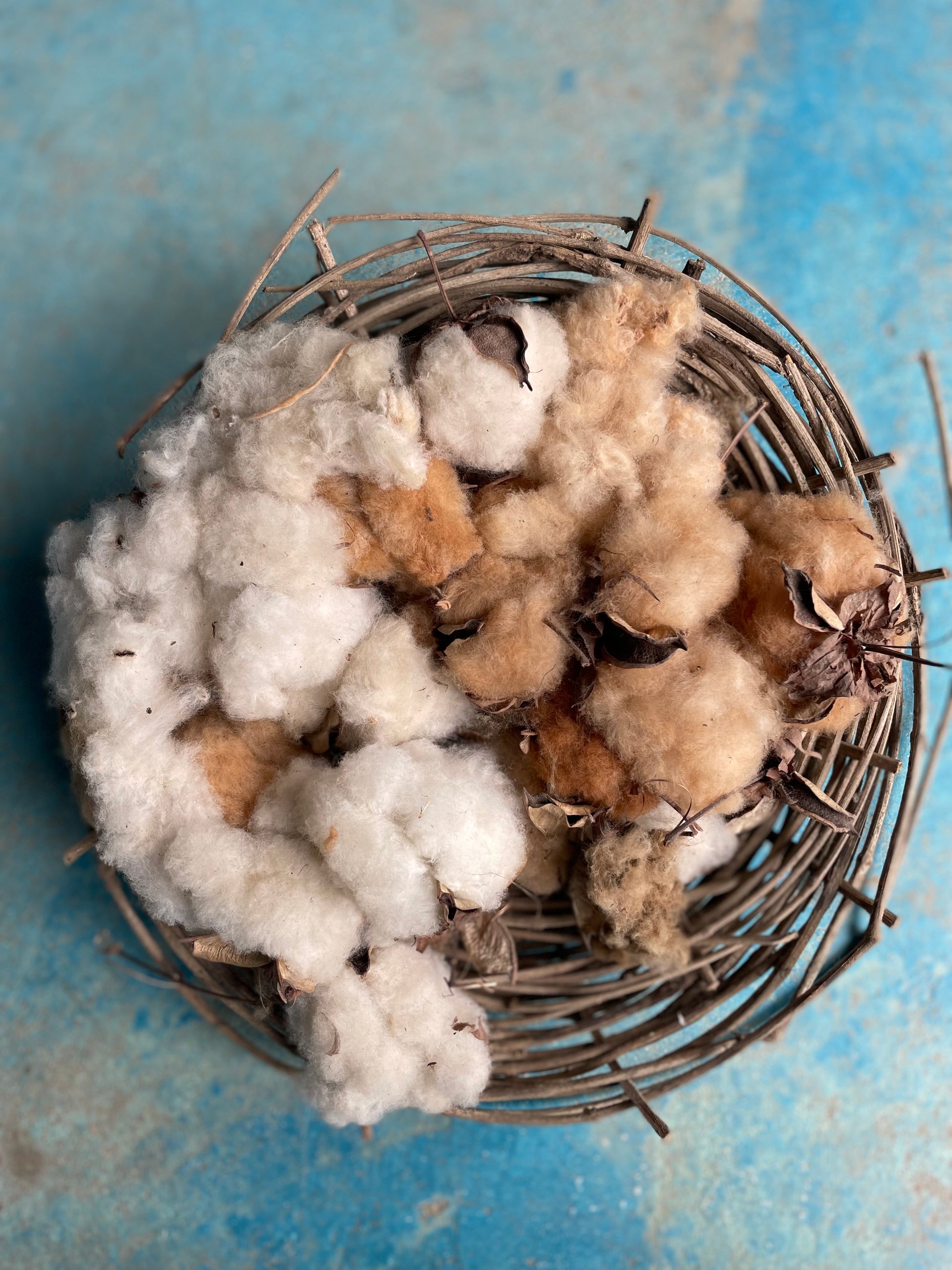 Basket filled with wild white and brown cotton on a blue textured background
