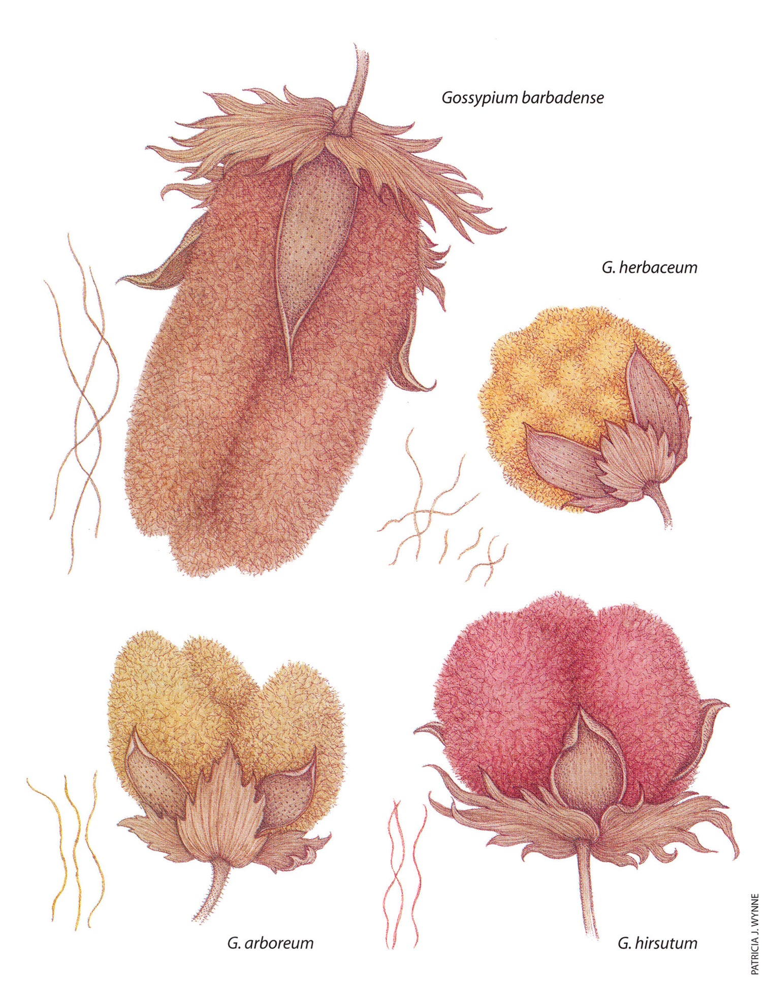 Four species of cotton. “The revival of colored cotton” by James, M. Vreeland. 1999