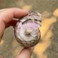 Person holding a shell of Caracol Purpura (Tixinda) with a pink interior against a blurred background