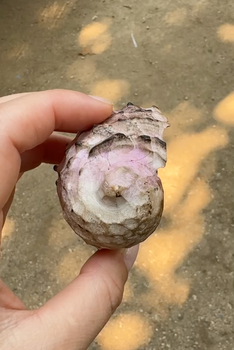 Person holding a shell of Caracol Purpura (Tixinda) with a pink interior against a blurred background